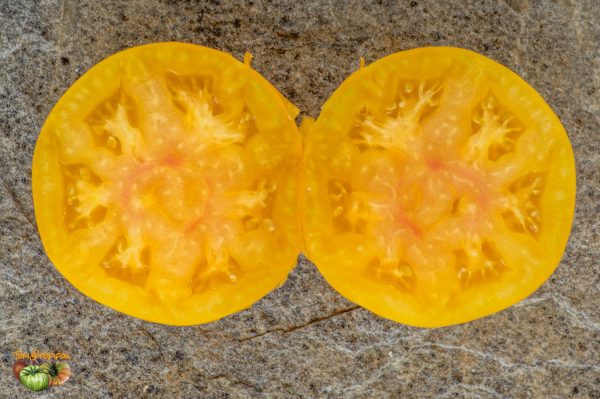 HARTSACK YELLOW - Image 7