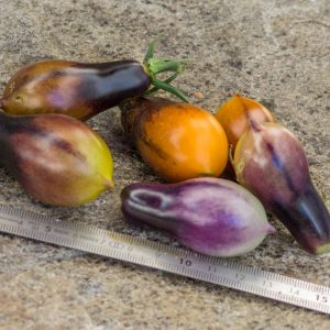 INDIGO KUMQUAT