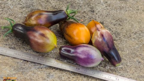 INDIGO KUMQUAT