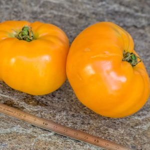 KENTUCKY BEEFSTEAK