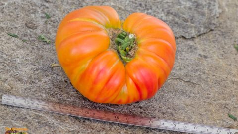 MENNONITE GERMAN GOLD