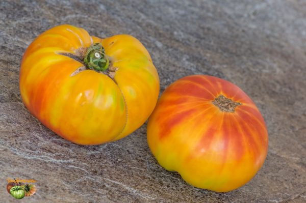 MORTGAGE LIFTER BICOLOR STRAIN