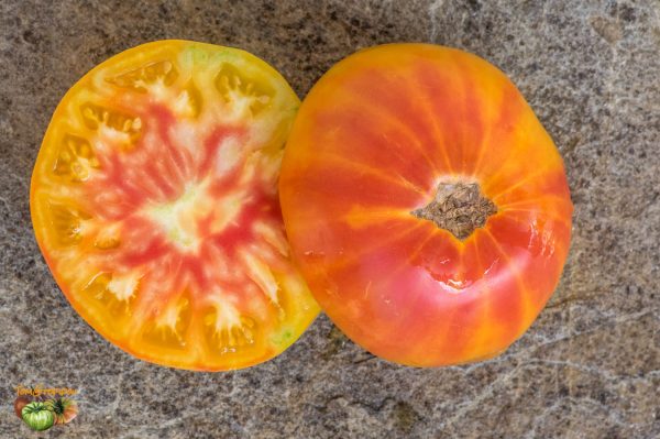 MORTGAGE LIFTER BICOLOR STRAIN - Image 6