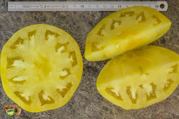 MOYA JAUNE - YELLOW MOYA - Image 8