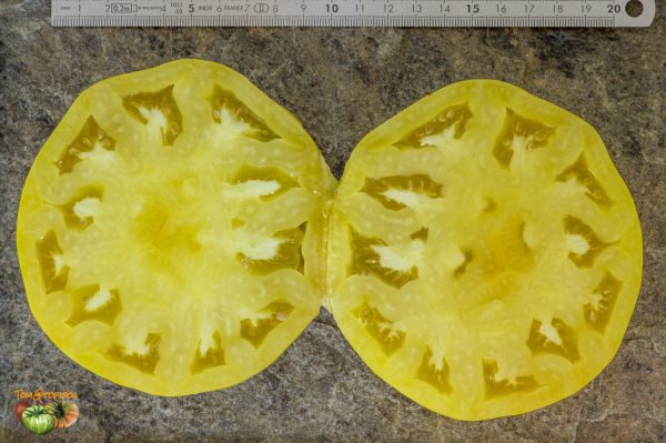 MOYA JAUNE - YELLOW MOYA - Image 6