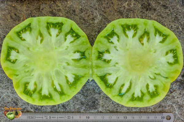 MOYA VERTE - GREEN MOYA - Image 5