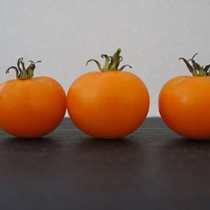 patio orange