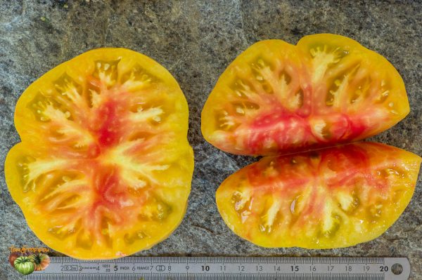 PATTY'S YELLOW STRIPED BEEFSTEAK - Image 7
