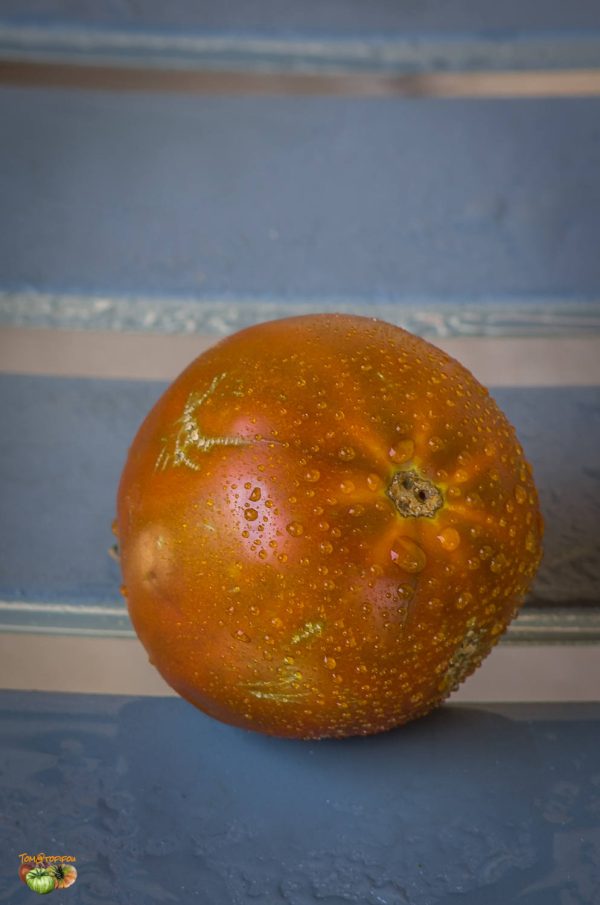 RITA BLACK PEAR - Image 3