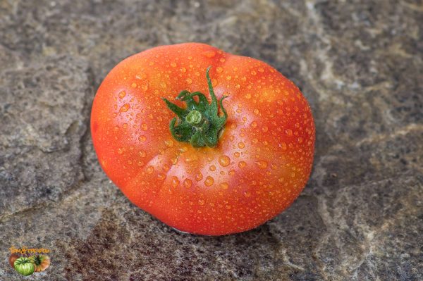SCORESBY DWARF