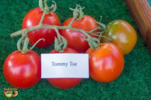 TOMMY TOES