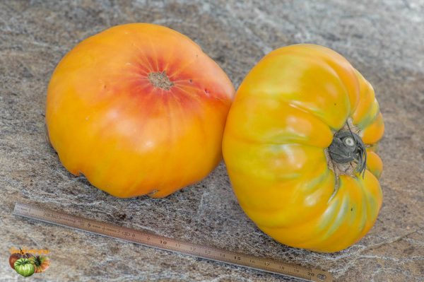 TUXHORN'S RED AND YELLOW - Image 3