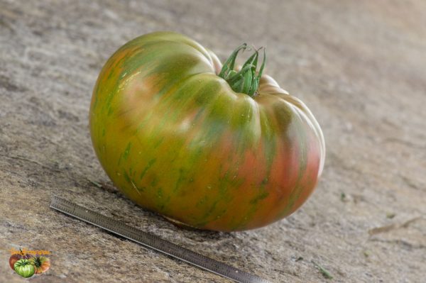 ANANAS ZEBRA - Image 3