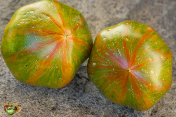 berkeley tie dye green