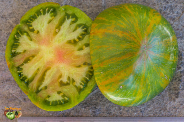 berkeley tie dye green
