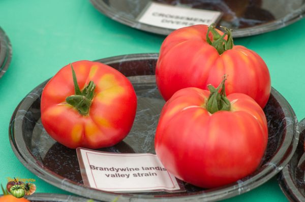 brandywine landis valley strain