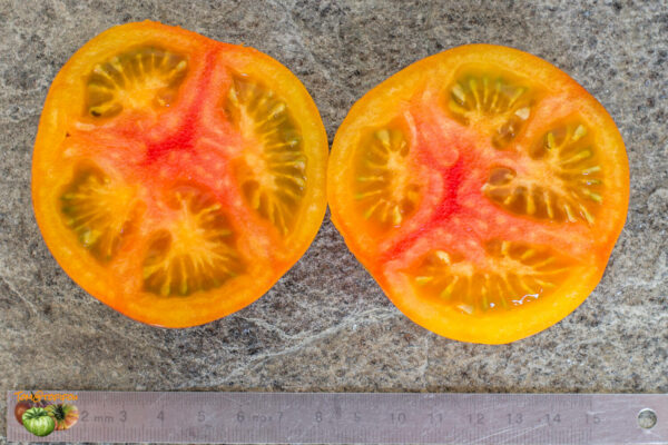 CLEMENTINE BLEUE - Image 3