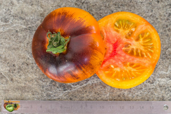 CLEMENTINE BLEUE - Image 4