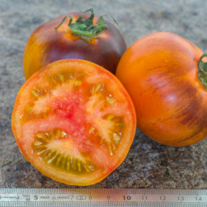 CLEMENTINE BLEUE