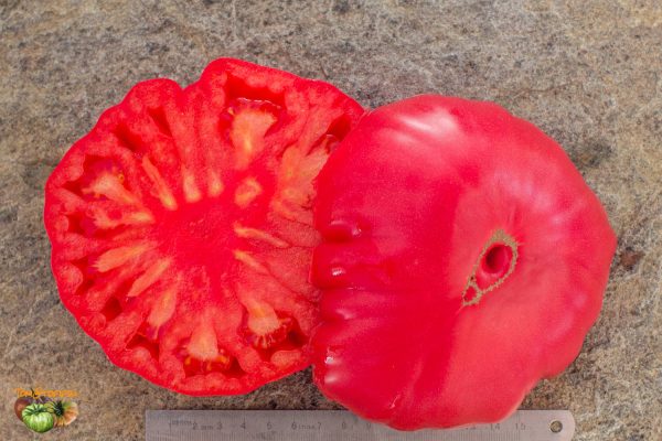 GREEK ROSE - Image 7