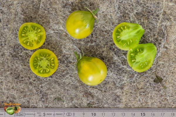 GRINCH CHERRY DWARF - Image 6
