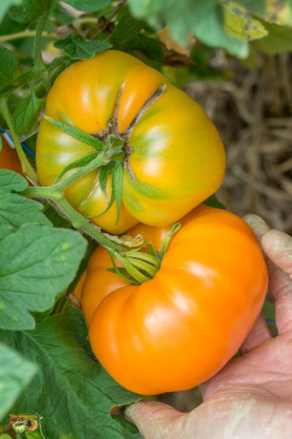 BIG YELLOW BEEFSTEAK - Image 3