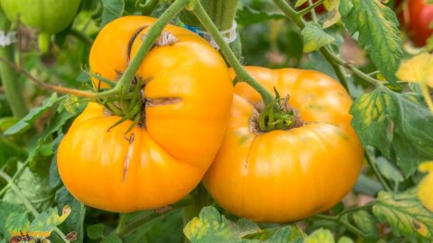 BIG YELLOW BEEFSTEAK