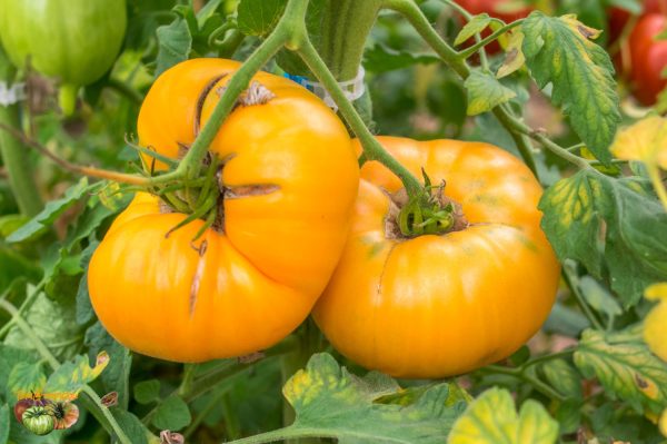 BIG YELLOW BEEFSTEAK