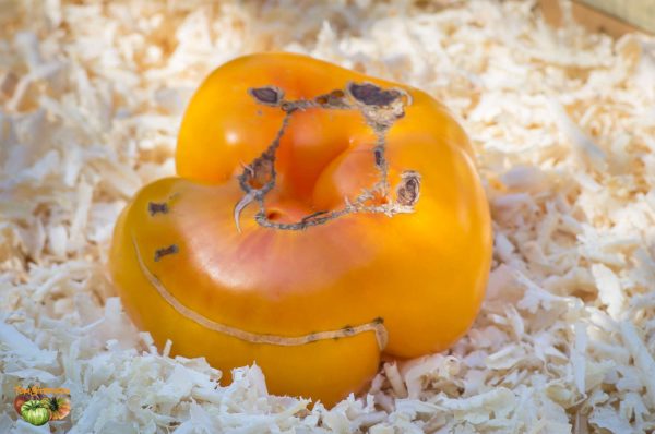 grub's mystery yellow