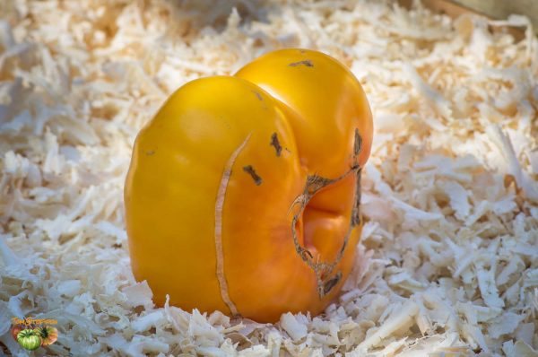 grub's mystery yellow