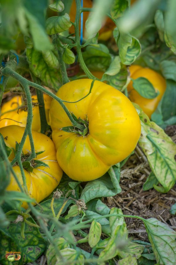grub's mystery yellow