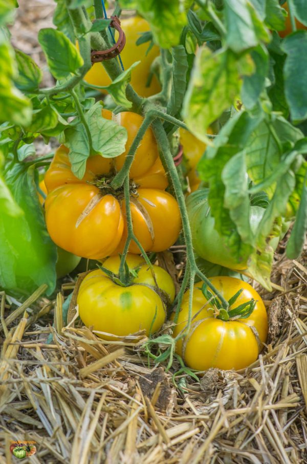 grub's mystery yellow