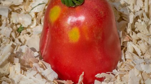 NEW ZEALAND PEAR