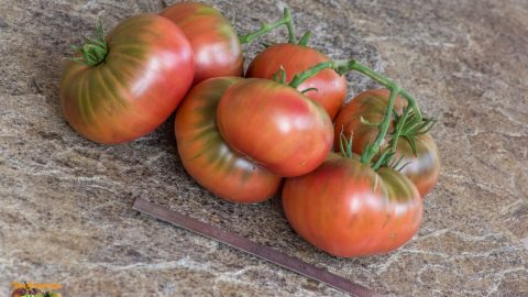 NOT PURPLE STRAWBERRY