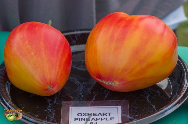 oxheart pineapple