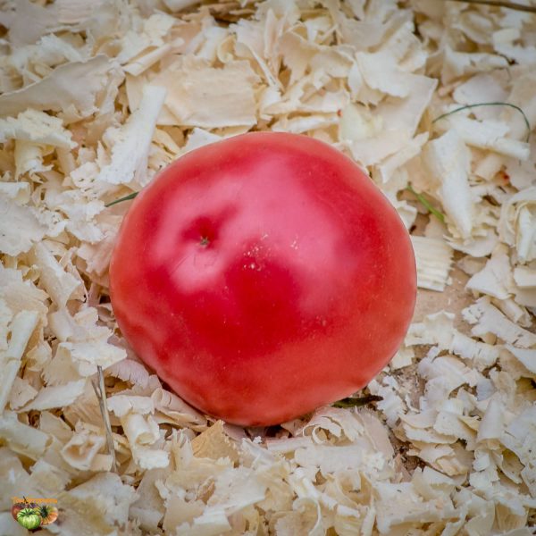 pink ping pong