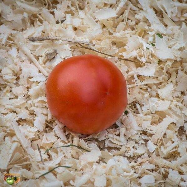 pomme rouge de montpellier