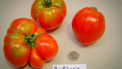 BUCKBEE'S NEW FIFTY DAY