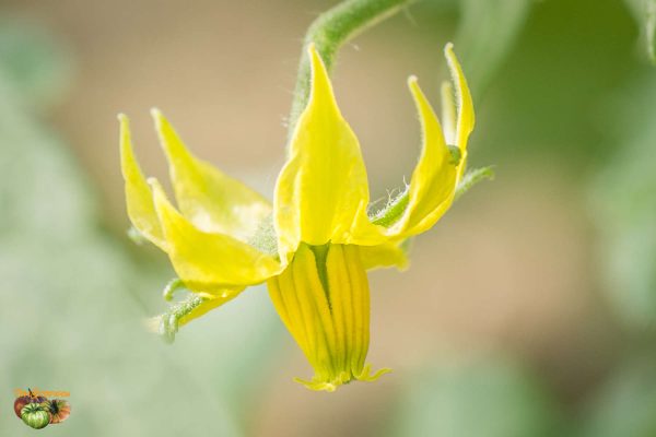 BUNTE PFLAUME - Image 11