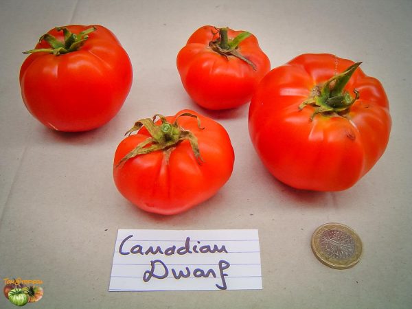 CANADIAN DWARF
