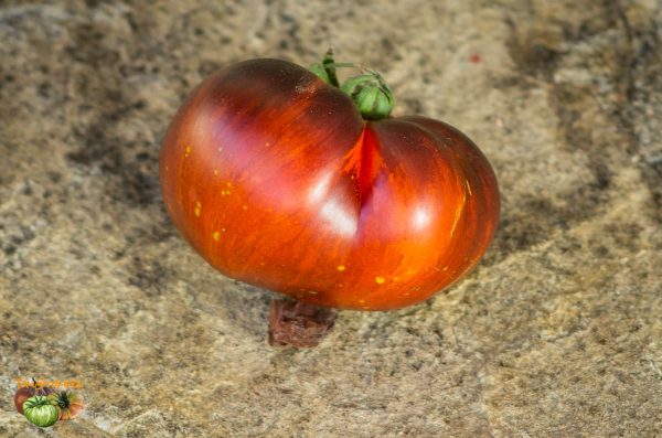 RED BEAUTY - Image 4