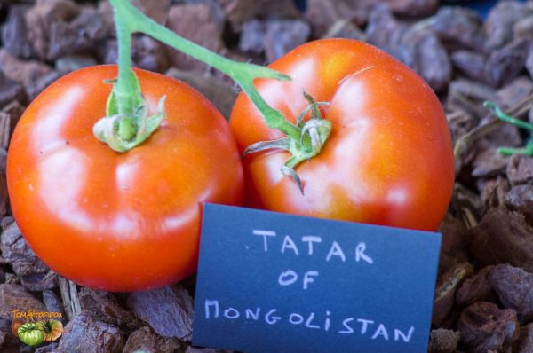 tatar of mongolistan