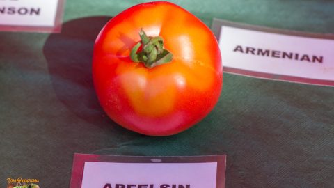 APFELSIN