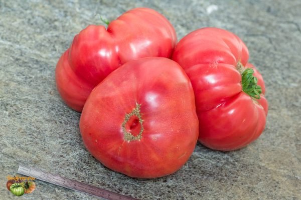 BIG CHEEF PINK PL - Image 3