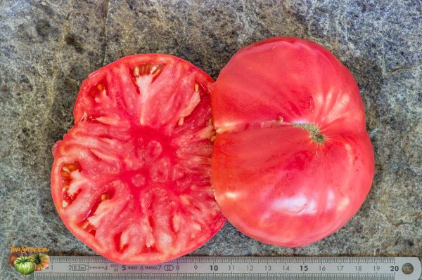 BIG CHEEF PINK PL - Image 7