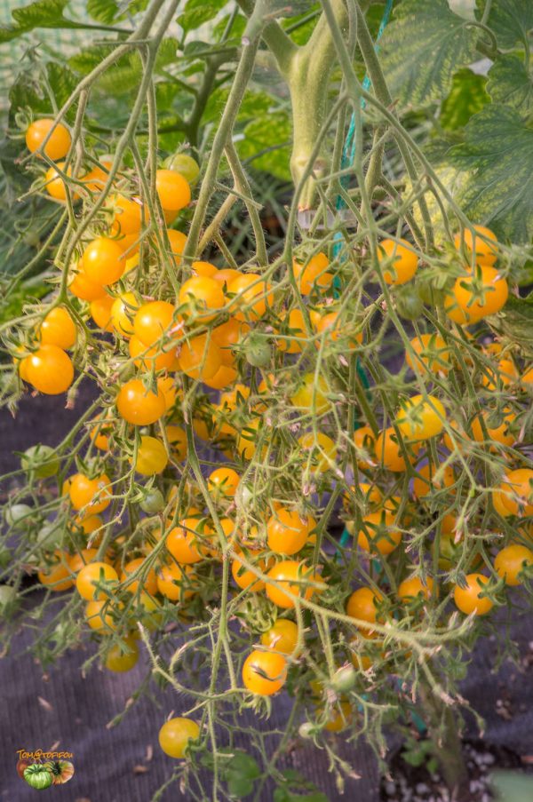 mirabelle