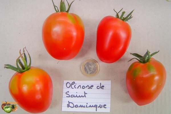 OLIROSE DE SAINT DOMINGUE