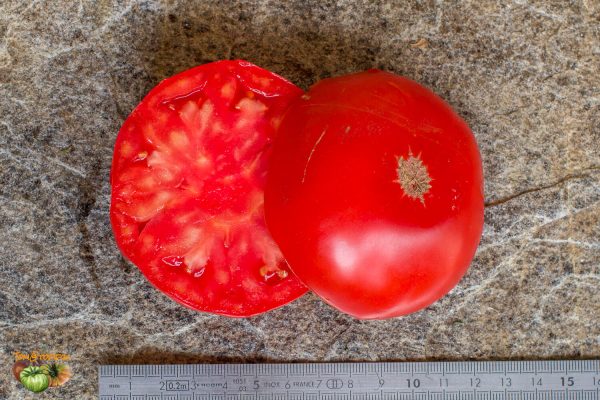 TOMATE DE VERS - Image 7