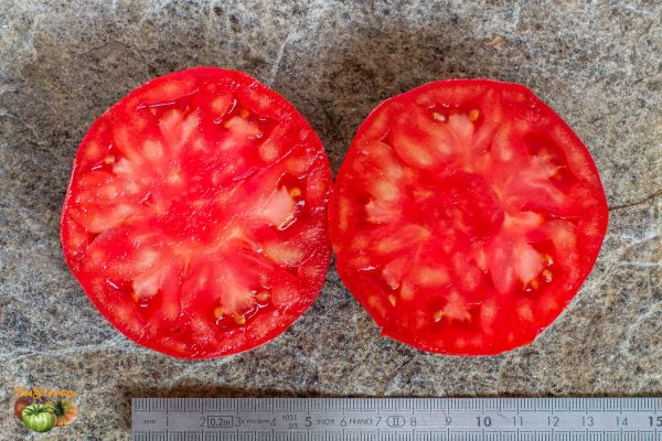 TOMATE DE VERS - Image 6