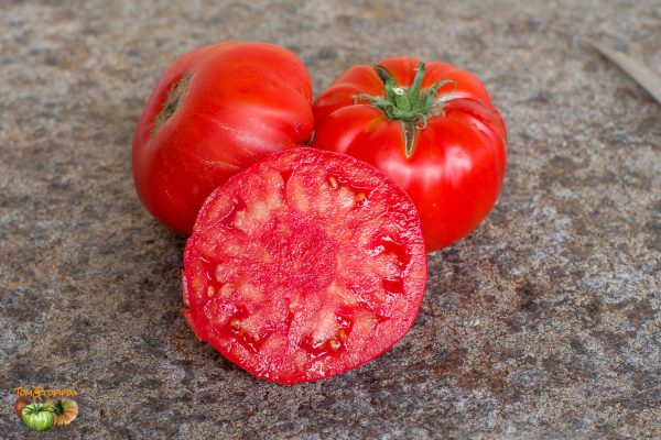 TOMATE DE VERS